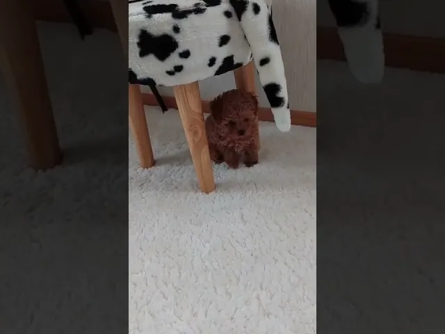 動画