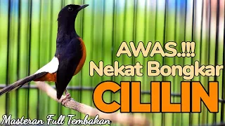 100 ampuh memancing emosi dan bongkar isian dengan murai batu isian cililin ini