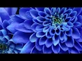 7 Hours of Relaxing Sleep Music • Soft Piano Music, Sleeping Music, Sweet Dreams #122