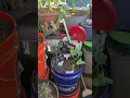 Download Lagu My August 24, 2025 Small Space Balcony Veggie - Fruit Garden Tour. Grow your own.