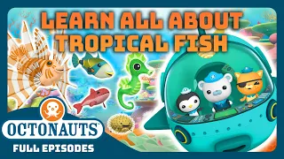@Octonauts - ☀️ A Day in the Life of Tropical Fish! 🐠 | 1 Hours+ Full Episode Marathon