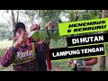 Download Lagu PETUALANGAN DI LAMPUNG TENGAH NYARI PERKUTUT UNIK #mbahgendeng #perkututlokal #pikatperkutut