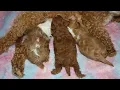 Blue Diamond Leroys Sarah F1b Cavapoo Litter