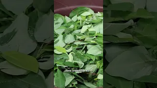 ماده مخدر کثیف فرآیند کثیف تولید کوکائین دندنها