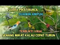 Download Lagu Suara pikat burcil alam liar ribut terbukti viral