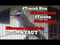 Lagu trucukan gacor TARUNG ROPEL PANJANG pancingan trucukan agar bunyi jadikan burung trucuk gacor NYAUT