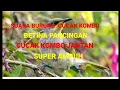 Download Lagu SUARA CUCAK KOMBO BETINA PANCINGAN JANTAN SUPER AMPUH