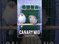 Download Lagu Gloucester canary #birds #kenari #canary #birdslover #bird #canarias #canario #canarybird #shorts