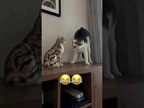 Crazy cat