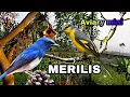 AVIARY MINI | MERILIS BURUNG MANTENAN DAN SULINGAN LAUT / SLENDANG BIRU || EPS. 03