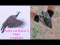 Peacocks and Peahens in flight compilation Peacock and Peahen flying
