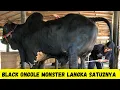 Download Lagu Black Ongole Monster Langka Satu2nya Di Kebumen|Sapi PO Langka