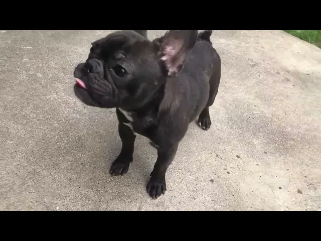 動画