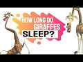 How long do giraffes sleep a day in the wild How and why - The Animal Planet