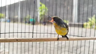 suara burung pentis pelangi si kecil yang susah dicari