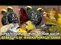 Lagu UPDATE HARGA BURUNG KENARI GACOR BEBAS PILIH WARNA HARGA SAMA DI PASAR BURUNG PRAMUKA 
