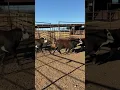 Cattle Range Listing 012C618-201