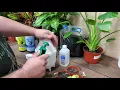 KILLING SPIDER MITES APHIDS DEAD www liquidirt com for how to keep plants healthy