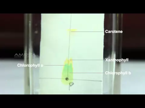 Download MP3 Separation of Pigments from the Extract of Spinach Leaves by Paper Chromatography - MeitY OLabs