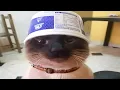 cats are malfunctioning