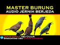 Download Lagu MASTER BURUNG  AUDIO JERNIH BERJEDA | Tepus kepala abu Cililin Srigunting abu Cucak cungkok
