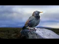 Download Lagu Styx - Build \u0026 Destroy (Official Music Video)