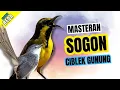 Lagu Masteran Sogon Bren Ak 47 | Masteran Sogon Ngebren Suara Jernih #masteransogon