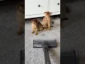 Download Lagu No more monsters! Abyssinian kittens and vacuum 🤣 #abyssinian #catshorts #funnycats