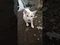 Download Lagu kucing kaget dengar suara dehem #comedy #cat #kitten #funny