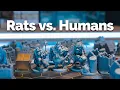 Download Lagu The Great Rat Wars Preview | A One vs. Many Skirmish Game!