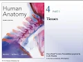 Human Anatomy Lecture Ch 4 Tissues Part 2