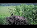 WATCH See famous Decorah eagles nest collapse