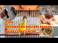 Lagu TIPS perawatan Kolibri kelapa agar cepat gacor// cara merawat burung korlap agar cepat gacor