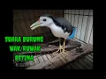 Download Lagu SUARA BURUNG RUWAK BETINA..