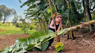 Lida na roça em família/ casa dos meus pais/ Tirando leite/cortando Banana/ 3 galinhas de pintos e +