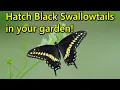 Raise Black Swallowtail Butterflies from Eggs and Caterpillars found in Your Garden Complete guide