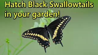 Download Raise Black Swallowtail Butterflies from Eggs and Caterpillars Found in Your Garden! Complete Guide MP3