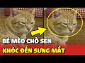 Download Lagu Chiếc mèo ngồi CHỜ SEN về quê đến khi gặp lại thì KHÓC SƯNG MẮT ❤️ | Yêu Lu