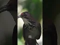 Download Lagu Percaya nggak? Burung langka ini bisa tiru suara cucak rawa!