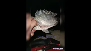 النيل شغال ماشاء الله لا تنسونا بلأشتراك في القناه 