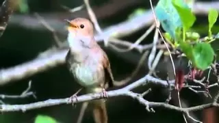 صوت كنارى جميل فى الغابة 