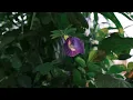 Bangkok's Botanical Escape: A Cello's Sojourn in Sri Nakhon Khuean Khan, Bangkok, Thailand