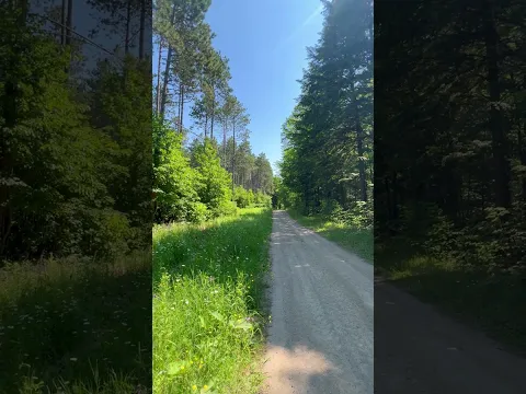 Long Gravel Road next to Tall Pine Trees in the Forest