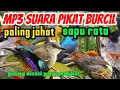 Download Lagu MP3 Suara pikat Burung kecil Sapu rata - Ampuh Paling dicari para pemikat 
