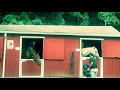 Why do horses nod their heads