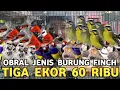 OBRAL BURUNG FINCH || TIGA EKOR 60 RIBU MOZAMBIK JTN 350 RIBU OWEL FINCH 600 RIBU DI PB PRAMUKA