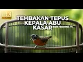 Download Lagu Masteran Tembakan Kasar Tepus Kepala Abu Abu Gacor Audio Jernih