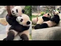 Download Lagu A Panda Mom’s Love: Ying Ying \u0026 Her Adorable Twins Jia Jia \u0026 De De