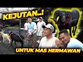 Lagu KEJUTAN..!! DOMBA GARUT HITAM KEPENGEN MAS HERMAWAN..!!