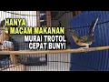 Download Lagu Perawatan dan makanan murai batu trotol